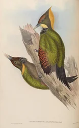 Chrysophlegma flavinucha = Picus flavinucha